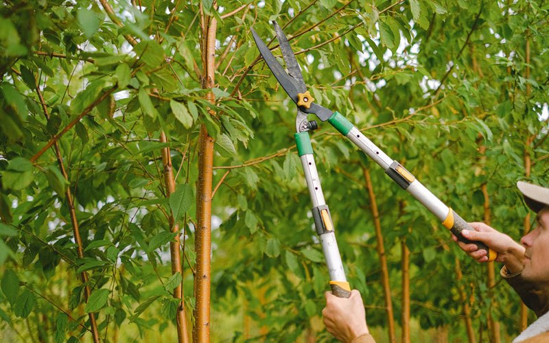 Tree trimming in Laurel, IA